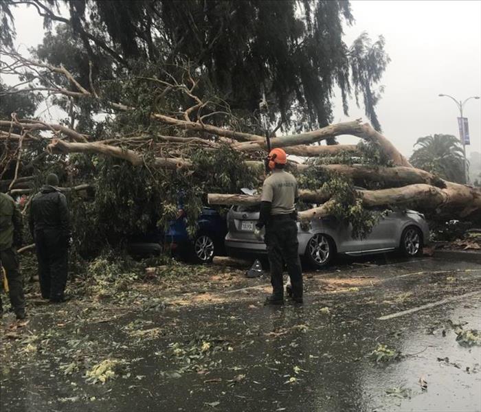 A tree that has fallen over a car.