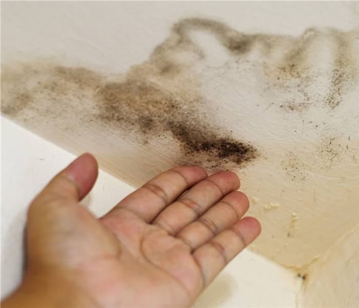 Hand pointing to mold growth on ceiling